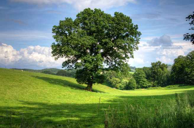 tree-oak-landscape-view-53435.jpeg